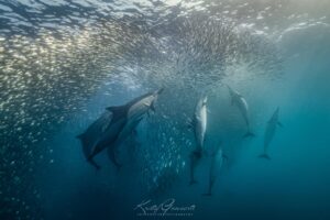 Sardine Run Fotografie Workshop Kristof Goovaerts Zuid Afrika