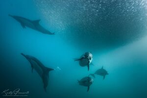 Dolphins South Africa Kristof Goovaerts