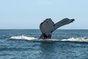 Whale Duikreis Big 5 Safari