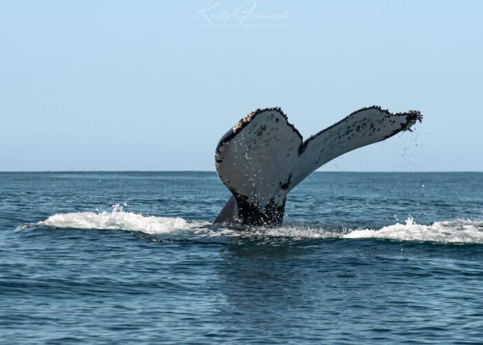 Whale Duikreis Big 5 Safari