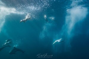 Sardine Run South Africa