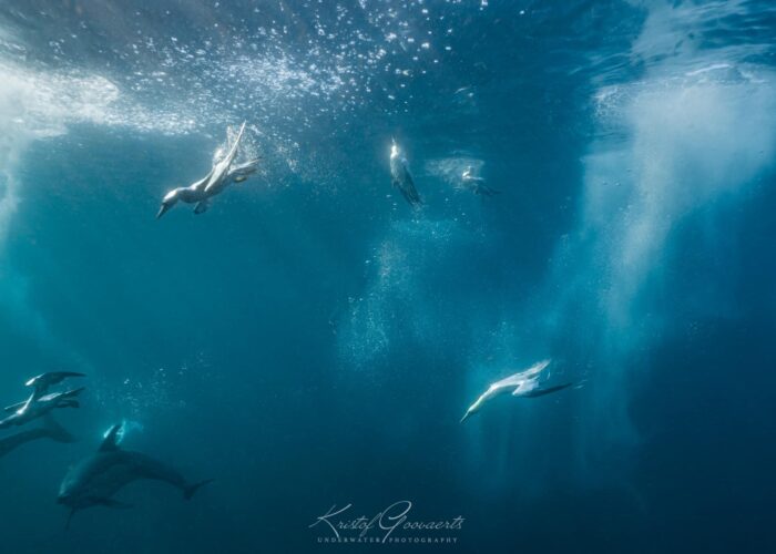 Sardine Run South Africa