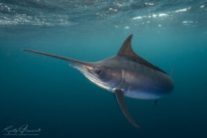 Swordfish South Africa