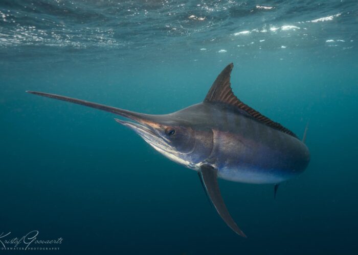 Swordfish South Africa