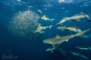 Sardine Run South Africa Zuid Afrika