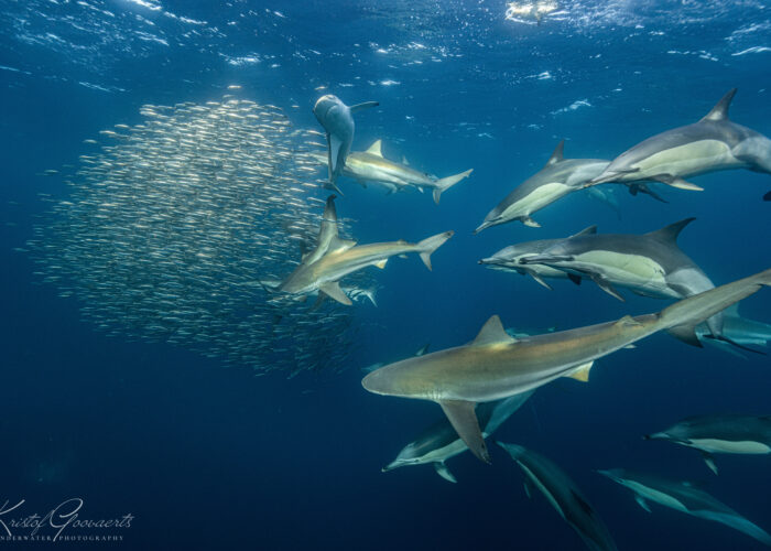 Sardine Run South Africa Zuid Afrika