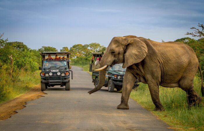 Elephant Big 5 Safari