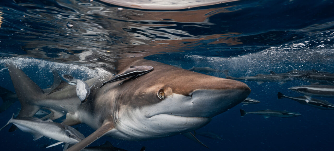 Blacktip surface