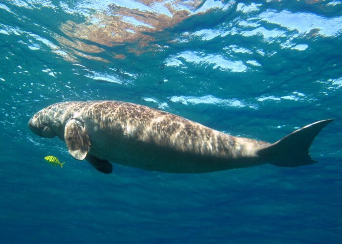 Dugong Red Sea Diving