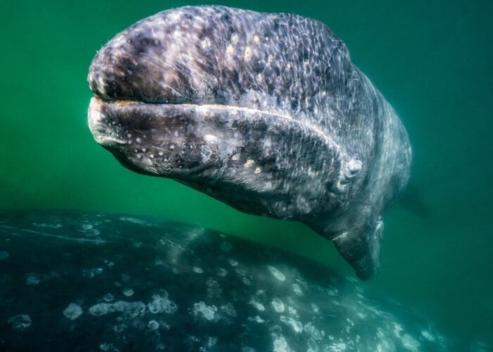 grijze walvissen expeditie, gray whale expedition mexico grijze walvis safari