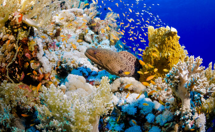 Marsa Shagra Diving Red Sea Egypt