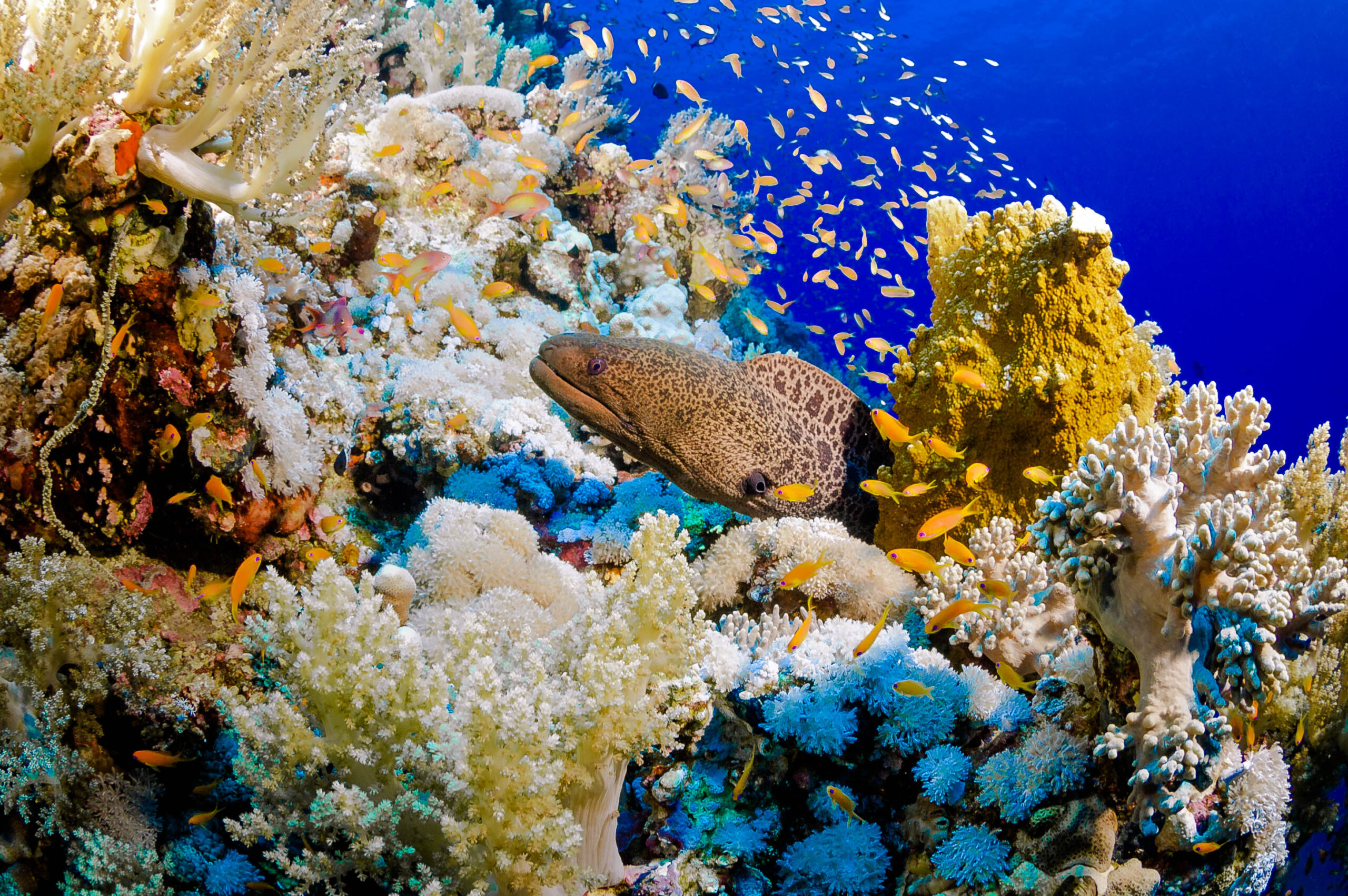 Marsa Shagra Diving Red Sea Egypt