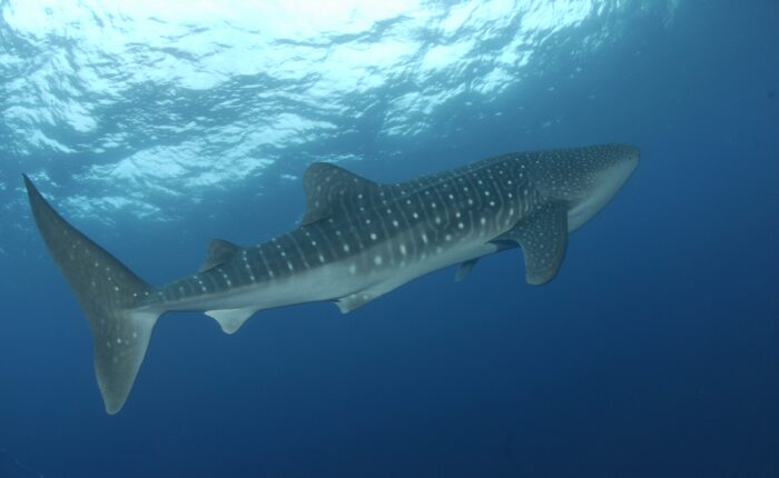 whale shark egypt diving red sea