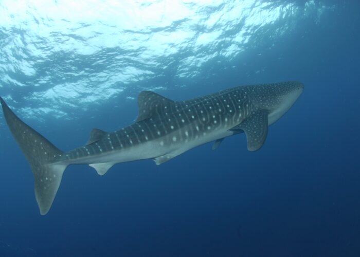 whale shark egypt diving red sea